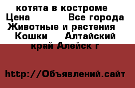 котята в костроме › Цена ­ 2 000 - Все города Животные и растения » Кошки   . Алтайский край,Алейск г.